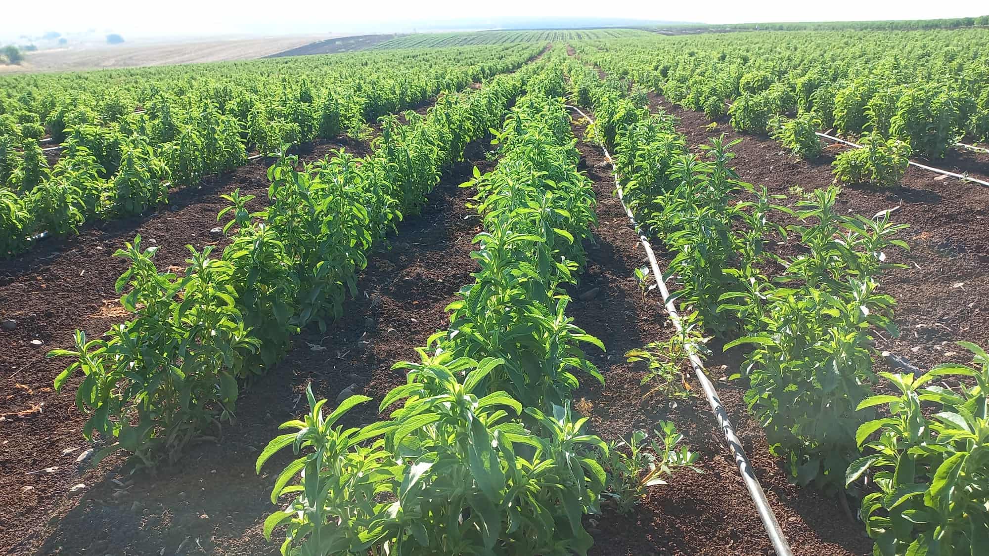 שורות סטיביה בשדה בגלבוע עם צינורות השקיה בין הערוגות