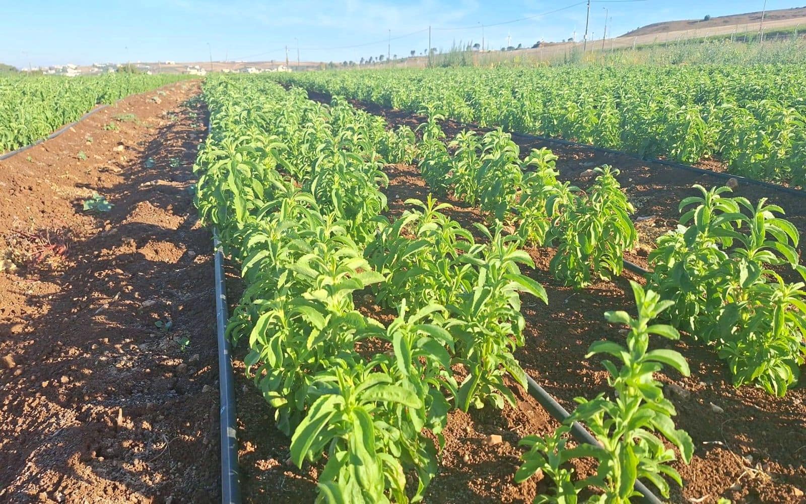 שורות סטיביה בשדה של אורגניטל, עם קווי השקיה בטפטוף בין הערוגות
