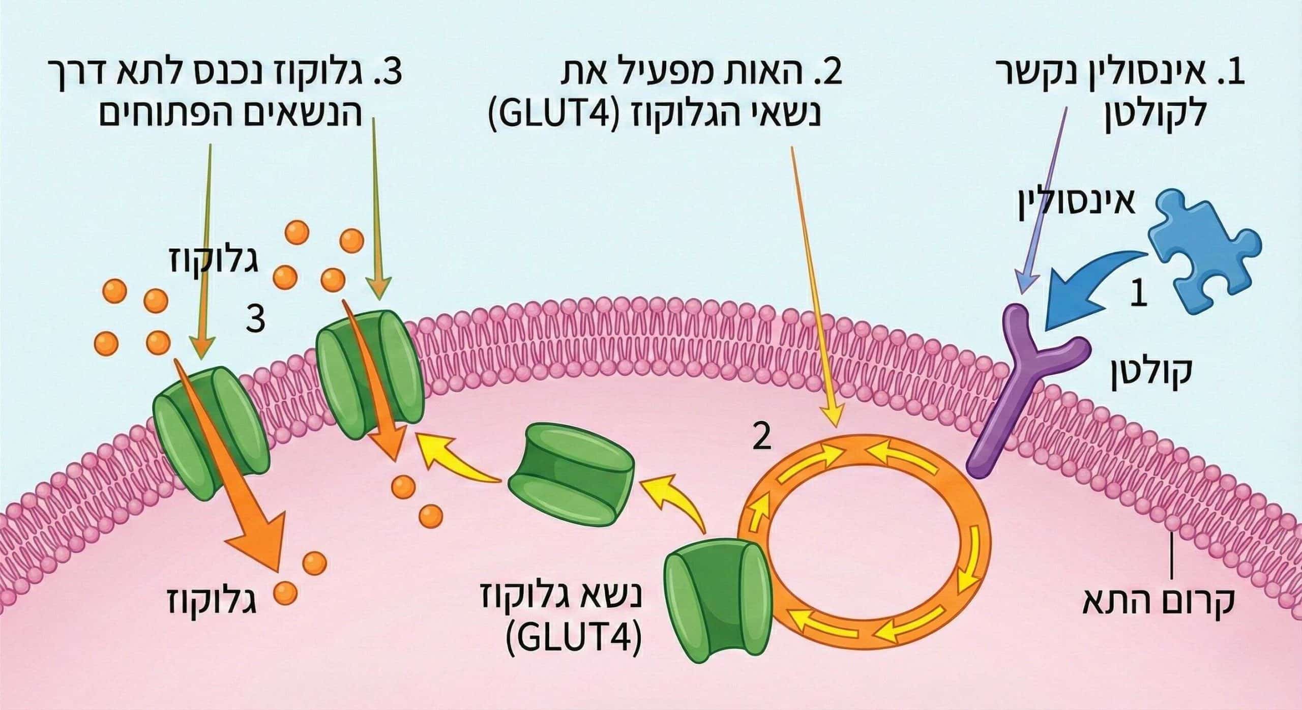 תרשים: אינסולין נקשר לקולטן ומפעיל את נשאי הגלוקוז GLUT4 להכנסת גלוקוז לתא