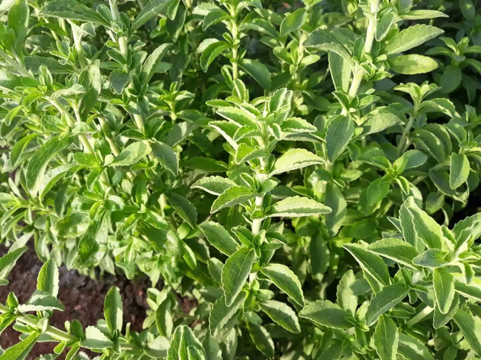 תקריב של עלי סטיביה ירוקים עם שוליים משוננים